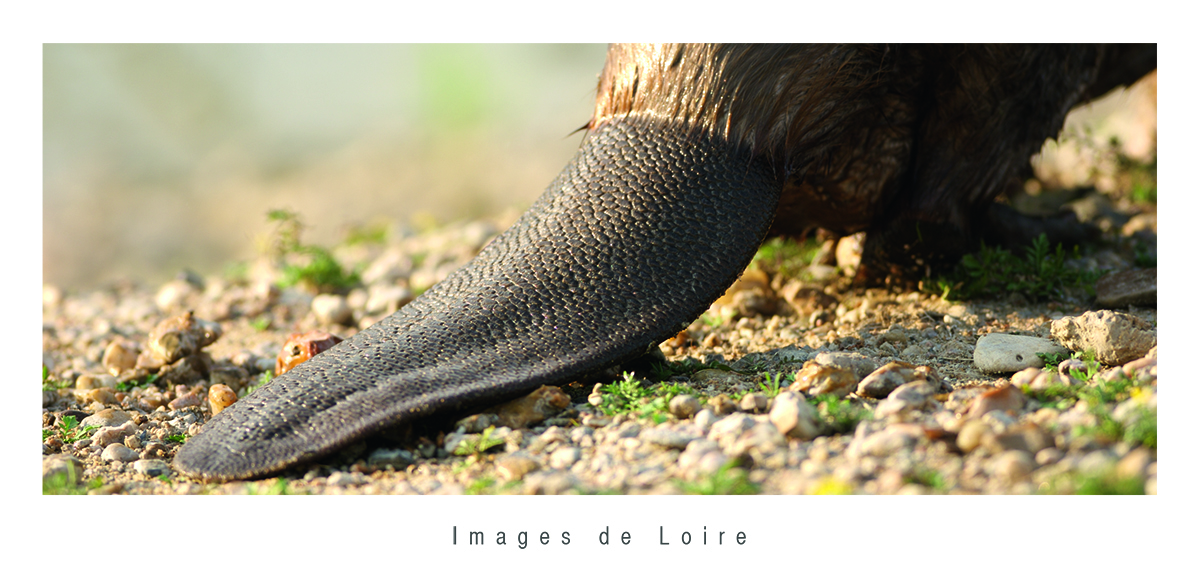 JF SOUCHARD Images de Loire