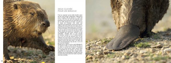 Loire des castors, JF Souchard